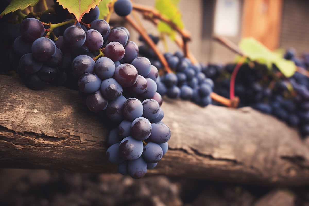 Lush purple grapes resting on a log, representing our "Wild Grape" purple-colored bean bag collection.