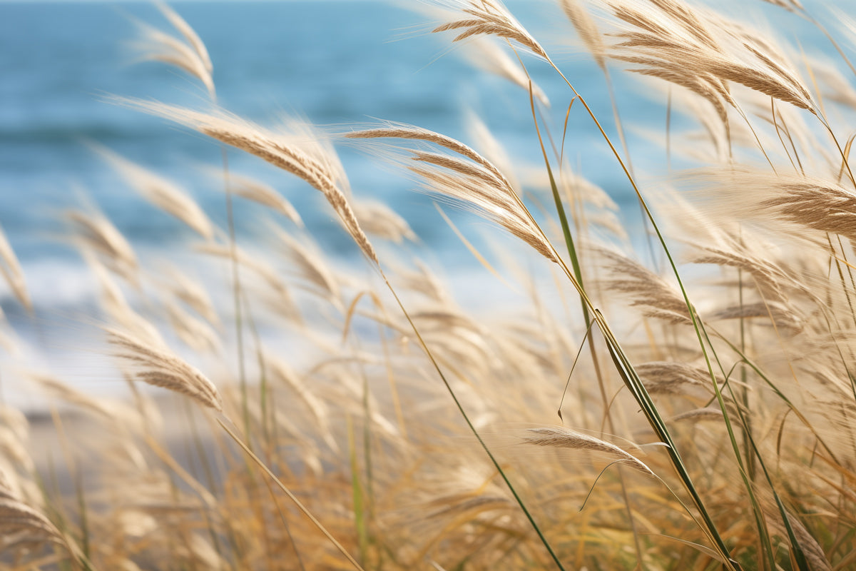 Tan colored sea oats, representing tan, beige, or cream color.